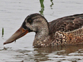 Northern Shoveler